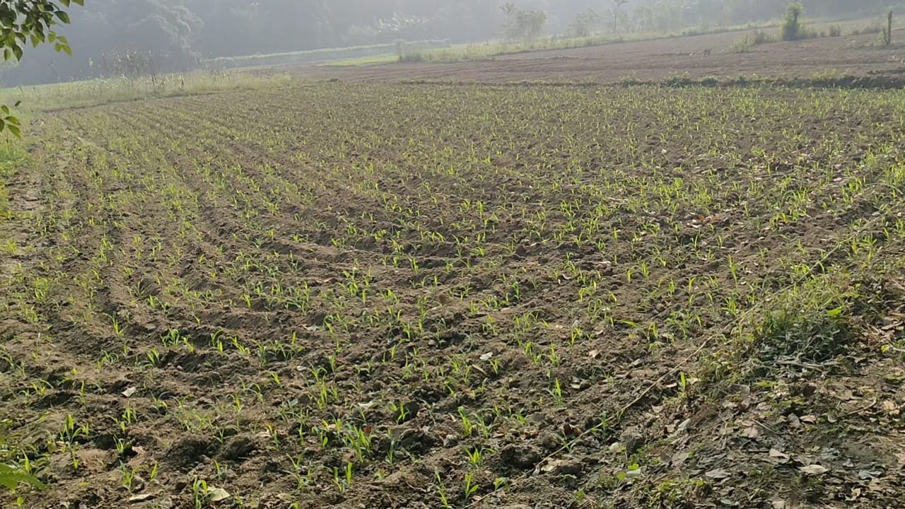 बभनगामा, बेगूसराय में 8 लाख प्रति कट्ठा ज़मीन बिक्री के लिए उपलब्ध  सुनहरा निवेश अवसर!