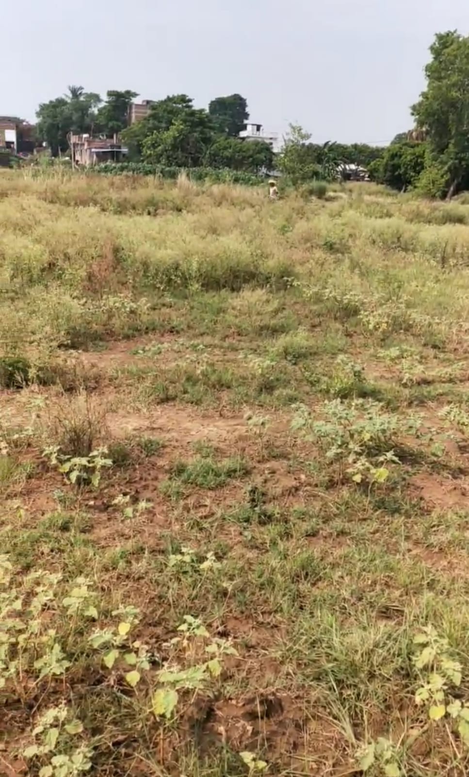 पटना दरियापुर, चकसुरत के नजदीक ₹8 लाख प्रति कट्ठा में प्लॉट बिक्री हेतु उपलब्ध!